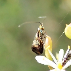 Nemophora sparsella at Molonglo Valley, ACT - 11 Feb 2022 01:09 PM