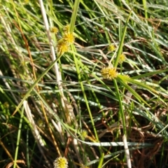 Cyperus sphaeroideus at Molonglo Valley, ACT - 14 Feb 2022