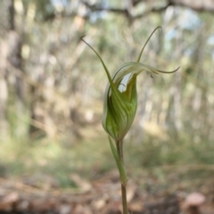 Diplodium ampliatum (Large Autumn Greenhood) at Yass River, NSW - 14 Feb 2022 by SenexRugosus
