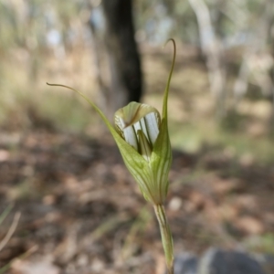 Diplodium ampliatum at Yass River, NSW - suppressed