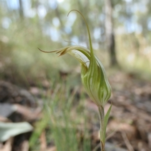 Diplodium ampliatum at Yass River, NSW - suppressed