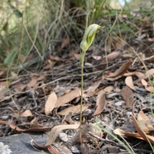 Diplodium ampliatum at Yass River, NSW - suppressed