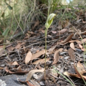 Diplodium ampliatum at Yass River, NSW - 14 Feb 2022