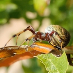 Salsa fuliginata (Sooty Orb-weaver) at Rugosa - 14 Feb 2022 by SenexRugosus