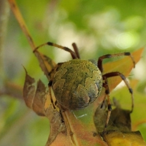 Salsa fuliginata at Yass River, NSW - 14 Feb 2022