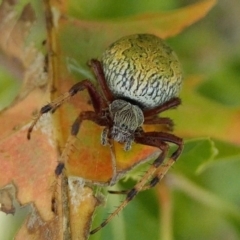 Salsa fuliginata at Yass River, NSW - 14 Feb 2022