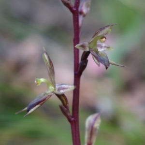 Acianthus exsertus at Paddys River, ACT - 14 Feb 2022