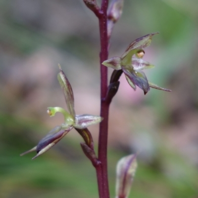 Acianthus exsertus (Large Mosquito Orchid) at Paddys River, ACT - 14 Feb 2022 by RobG1