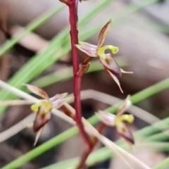 Acianthus exsertus at Paddys River, ACT - 14 Feb 2022