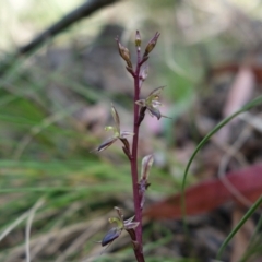 Acianthus exsertus at Paddys River, ACT - 14 Feb 2022