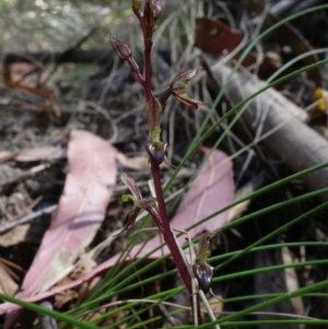 Acianthus exsertus at Paddys River, ACT - 14 Feb 2022