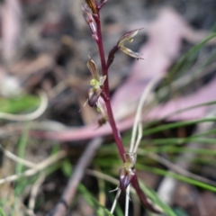 Acianthus exsertus at Paddys River, ACT - 14 Feb 2022