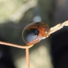 Dicranosterna immaculata (Acacia leaf beetle) at Rugosa at Yass River - 14 Feb 2022 by SenexRugosus