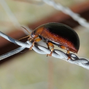 Dicranosterna immaculata at Yass River, NSW - 14 Feb 2022