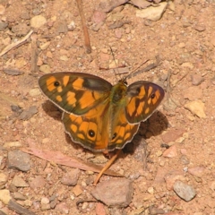 Heteronympha penelope (Shouldered Brown) at Namadgi National Park - 13 Feb 2022 by MatthewFrawley