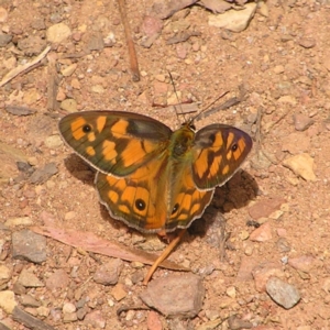 Heteronympha penelope at Cotter River, ACT - 13 Feb 2022 01:57 PM