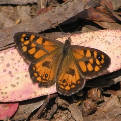 Geitoneura klugii (Marbled Xenica) at Namadgi National Park - 13 Feb 2022 by MatthewFrawley