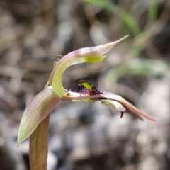Chiloglottis reflexa (Short-clubbed Wasp Orchid) at Paddys River, ACT - 14 Feb 2022 by RobG1