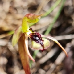 Chiloglottis reflexa at Paddys River, ACT - 14 Feb 2022