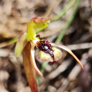 Chiloglottis reflexa at Paddys River, ACT - 14 Feb 2022