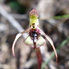 Chiloglottis reflexa at Paddys River, ACT - 14 Feb 2022