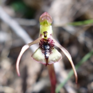 Chiloglottis reflexa at Paddys River, ACT - 14 Feb 2022