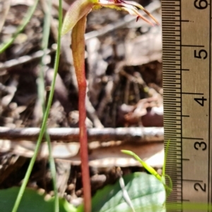 Chiloglottis reflexa at Paddys River, ACT - 14 Feb 2022