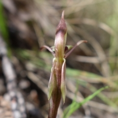 Chiloglottis reflexa at Paddys River, ACT - 14 Feb 2022