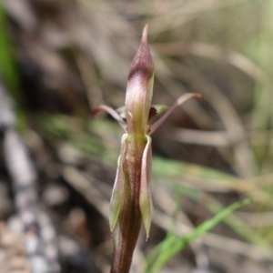 Chiloglottis reflexa at Paddys River, ACT - 14 Feb 2022