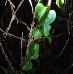 Anredera cordifolia (Madeira Vine) at Paddys River, ACT - 14 Feb 2022 by michaelb