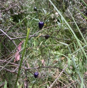 Billardiera macrantha at Paddys River, ACT - 13 Feb 2022