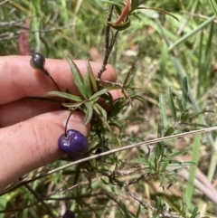 Billardiera macrantha at Paddys River, ACT - 13 Feb 2022