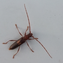 Epithora dorsalis (Longicorn Beetle) at Point Hut to Tharwa - 14 Feb 2022 by michaelb