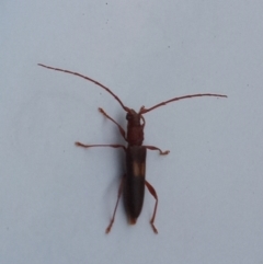 Epithora dorsalis at Tharwa, ACT - 14 Feb 2022