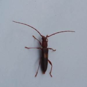 Epithora dorsalis at Tharwa, ACT - 14 Feb 2022