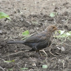 Turdus merula (Eurasian Blackbird) at Numeralla, NSW - 12 Feb 2022 by SteveBorkowskis