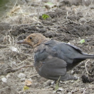 Turdus merula at Numeralla, NSW - suppressed