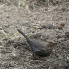 Turdus merula at Numeralla, NSW - suppressed