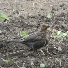 Turdus merula at Numeralla, NSW - suppressed