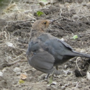 Turdus merula at Numeralla, NSW - suppressed