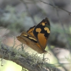 Heteronympha merope (Common Brown Butterfly) at Numeralla, NSW - 13 Feb 2022 by SteveBorkowskis