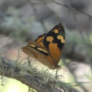 Heteronympha merope at Numeralla, NSW - 13 Feb 2022