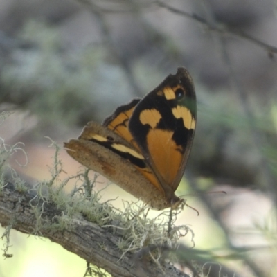 Heteronympha merope (Common Brown Butterfly) at Numeralla, NSW - 12 Feb 2022 by Steve_Bok