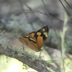 Heteronympha merope at Numeralla, NSW - 13 Feb 2022