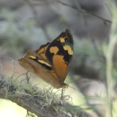 Heteronympha merope at Numeralla, NSW - 13 Feb 2022