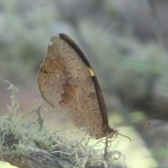 Heteronympha merope at Numeralla, NSW - 13 Feb 2022