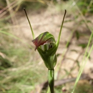 Diplodium atrans at Paddys River, ACT - 14 Feb 2022