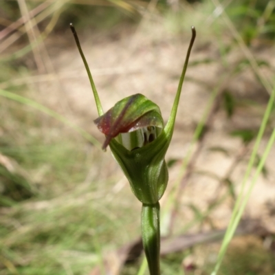 Diplodium atrans (Dark-tip greenhood) at Tidbinbilla Nature Reserve - 14 Feb 2022 by RobG1
