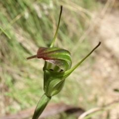 Diplodium atrans at Paddys River, ACT - 14 Feb 2022