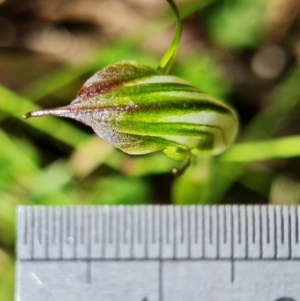 Diplodium atrans at Paddys River, ACT - 14 Feb 2022